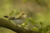 Budnicek lesni - Phylloscopus sibilatrix - Wood Warbler 8663